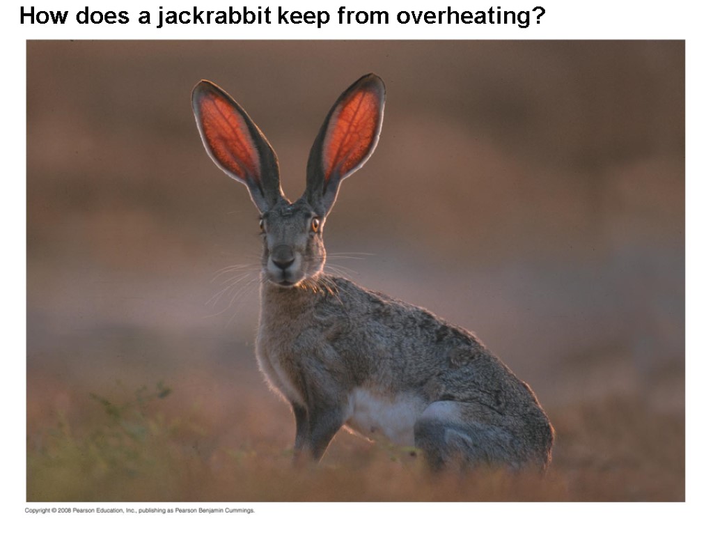 How does a jackrabbit keep from overheating?
